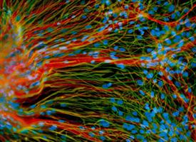microscopic image of stem cells
